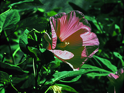 Swamp Rose Mallow, Hibiscus palustris.
