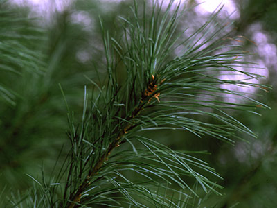 Pinus.