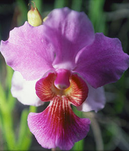 A tropical orchid with bright red coloration guiding the pollinator to the nectar.