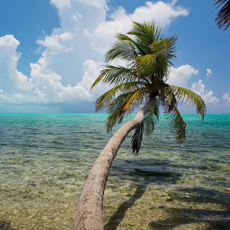Palm tree, sky, and coast at Halfmoon Atoll in Belize