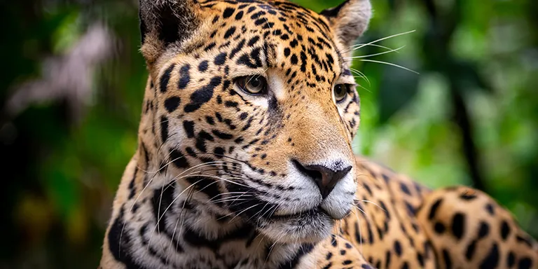Jaguar looking off to the size in the Belize Zoo