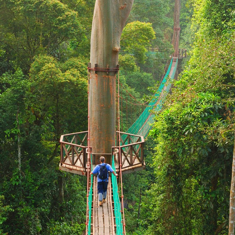 Person walking on a bridge connected to a large tree in the Borneo rainforest