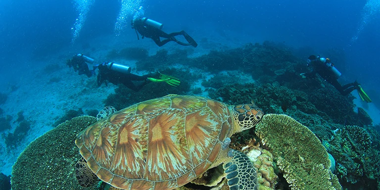 Three scuba divers swimming by a sea turtle
