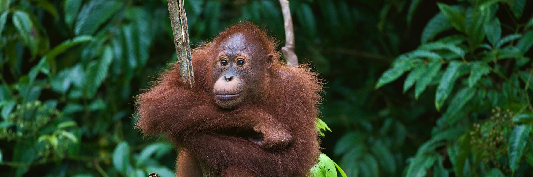 Young orangutan clinging to a branch in the Borneo rainforest
